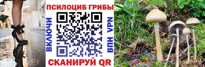 Купить закладки  Кубинка  Псилоцибиновые грибы Magic Shrooms 